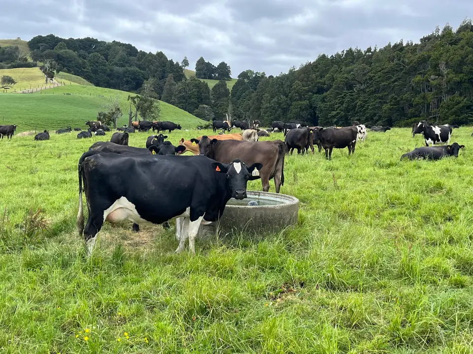Friesian cow at a water trough with the herd behind