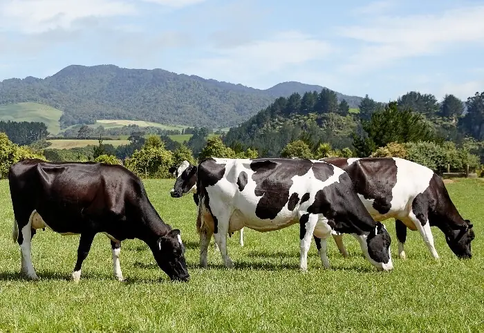 Friesian cows grazing a green paddock below bush-covered hills
