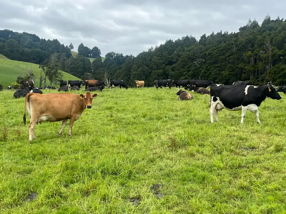 Jersey and Friesian cows on a wide green paddock