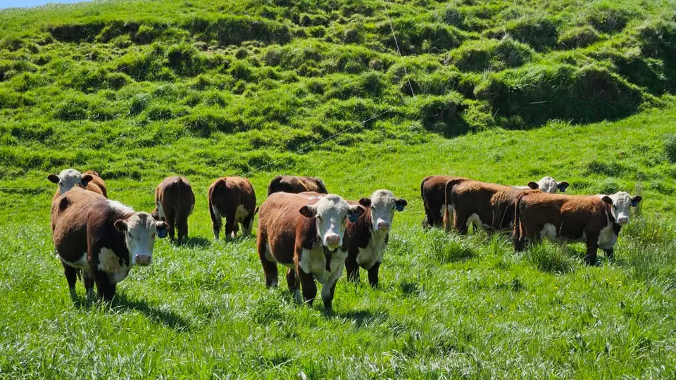 Beef weaners on a green hillside